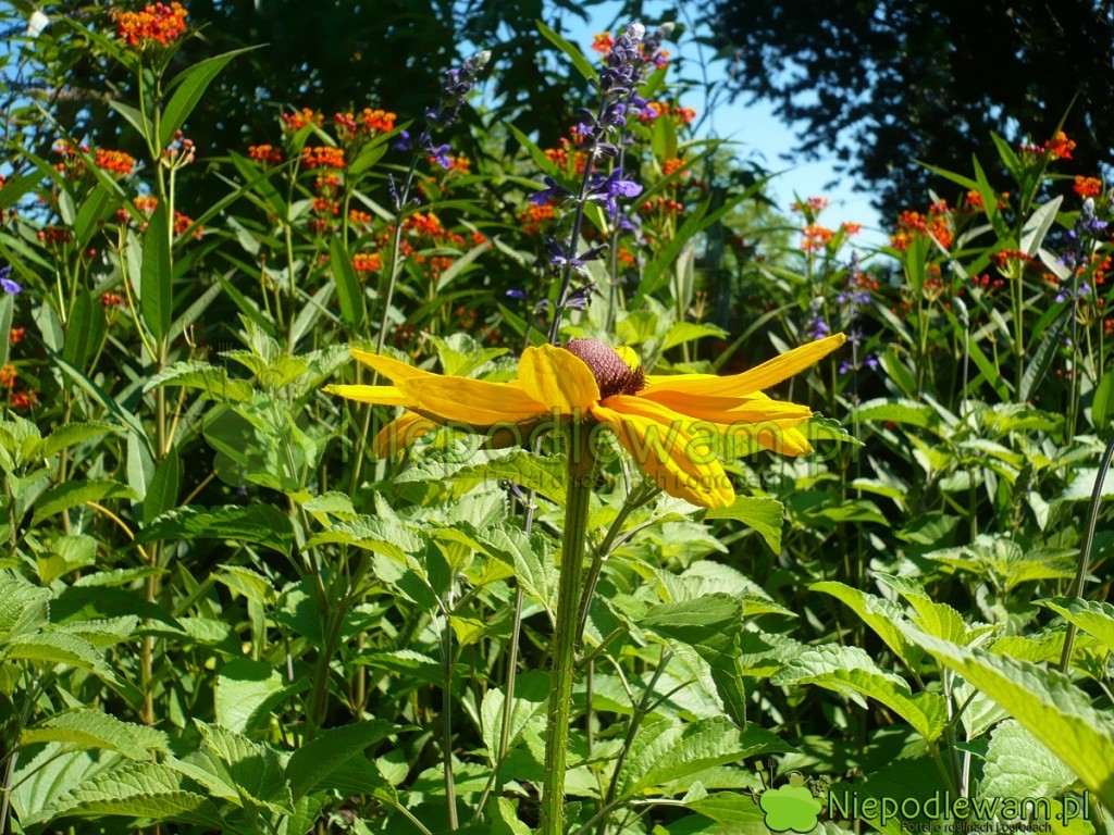 Indian Summer to jedna z wyższych odmian rudbekii owłosionej. Fot. Niepodlewam