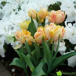 Tulipan Foxy Foxtrot wspaniale pachnie. W kolorystyce jego kwiatów przeważy żółty w różnych odcieniach. Jest cieniowany barwą różową. Fot. Niepodlewam