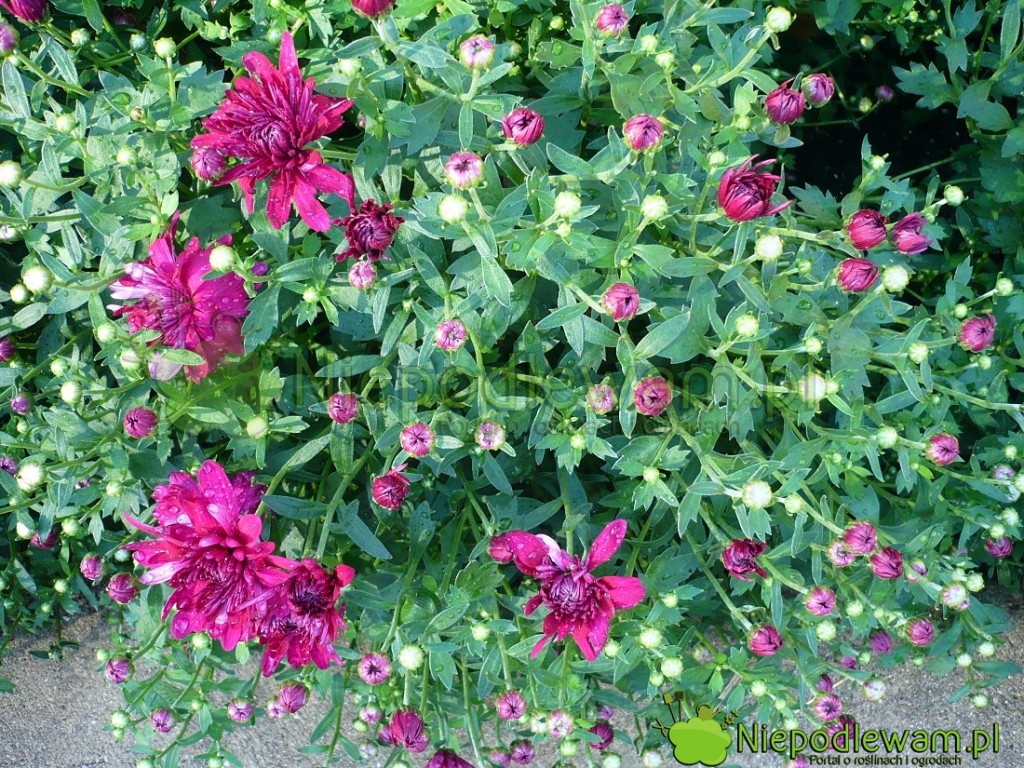 Chryzantema Venus Purple w gruncie. Fot. Niepodlewam