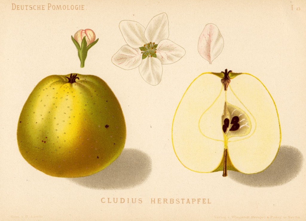 Jabłoń Kludiusz – rysunek z książki „Deutsche Pomologie” Wilhelma Lauche z 1882-1883, ze zborów biblioteki Wageningen UR.
