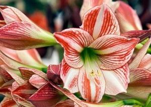 Hippeastrum Ambiance. Fot. iBulb
