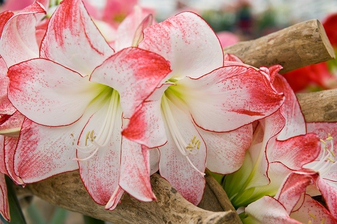 Hippeastrum Aphrodite. Fot. iBulb