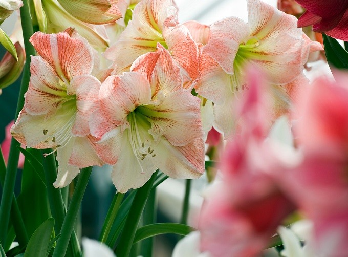 Hipeastrum Apple Blossom. Fot. iBulb