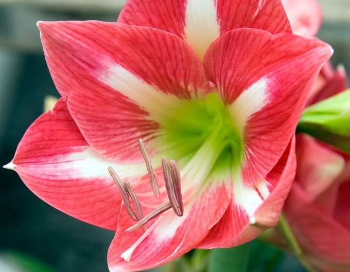 Hippeastrum Avanti. Fot. iBulb