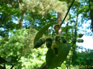 Cytryny zawiązują zwykle bardzo dużo owoców. Najczęściej nie są w stanie ich wykarmić. Większość opada. Fot. Niepodlewam