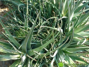 Aloes zwyczajny to łatwa w uprawie roślina doniczkowa. Ma właściwości lecznicze. Fot. Niepodlewam