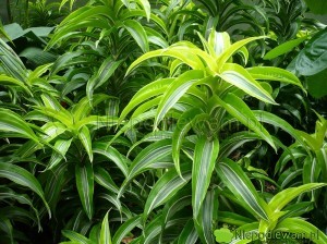 Dracena wonna to roślina pokojowa, ozdobna z liści. Czyści powietrze w mieszkaniu ze szkodliwych dla zdrowia ludzi substancji. Fot. Niepodlewam