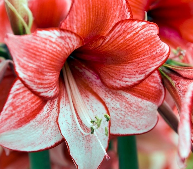 Hippeastrum Charisma. Fot. iBulb