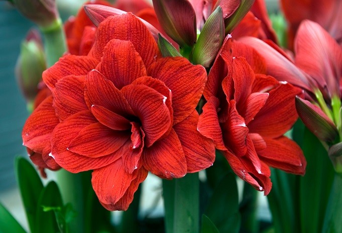 Hippeastrum Double Dragon. Fot. iBulb