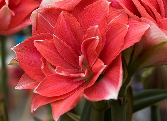 Hippeastrum Double Dream. Fot. iBulb