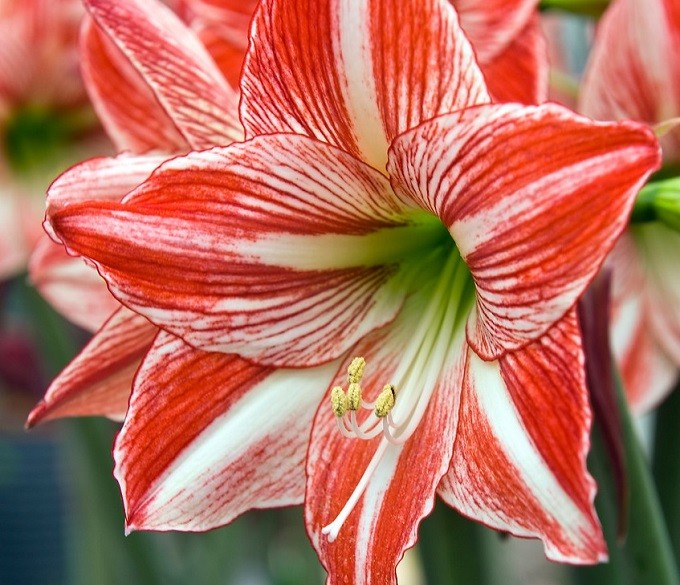 Hippeastrum Fairytale. Fot. iBulb