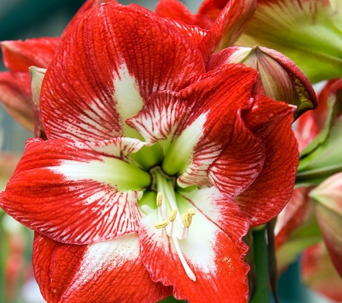 Hippeastrum Mega Star. Fot. iBulb