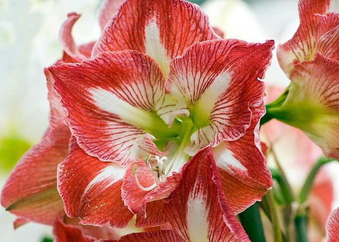 Hippeastrum Minerva. Fot. iBulb