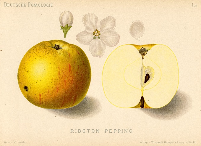 Jabłoń Pepina Ribstona – rysunek z książki „Deutsche Pomologie” Wilhelma Lauche z 1882-1883, ze zborów biblioteki Wageningen UR. Jej dawne polskie nazwy to także Pepin Ribston i Peping Rybstona.