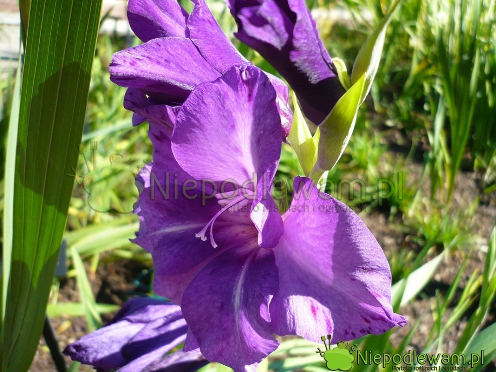 Mieczyk Blue Tropic. Fot. Niepodlewam