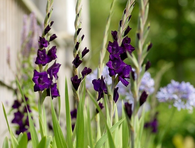 Niebieskie mieczyki Purple Mate. Fot. iBulb