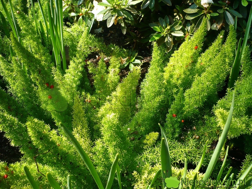 Asparagus gęstokwiatowy Meyeri to jedna z najpiękniejszych odmian. Jego pędy są tak puszyste jak ogony kotów długowłosych. Fot. Niepodlewam