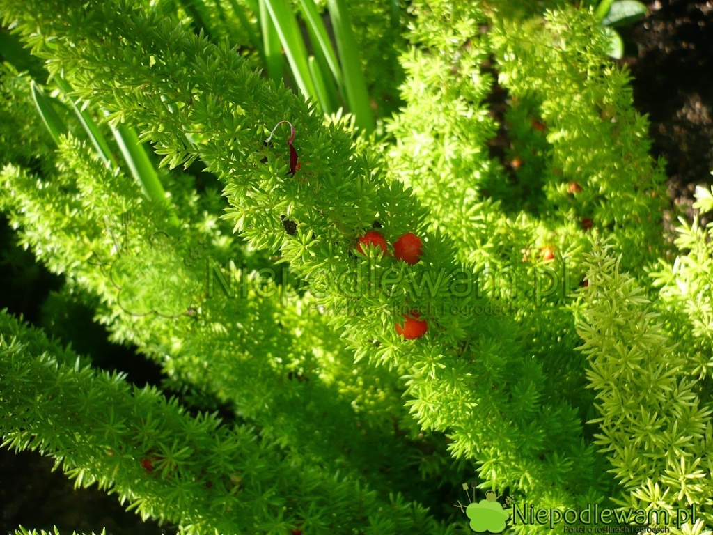 Owoce asparagusa gęstokwiatowego Meyeri. Fot. Niepodlewam