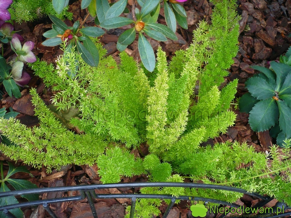 Na lato asparagusa gęstokwiatowego Meyeri można posadzić w ogrodzie. Jesienią trzeba go przesadzić do donicy i umieścić w mieszkaniu. Fot. Niepodlewam