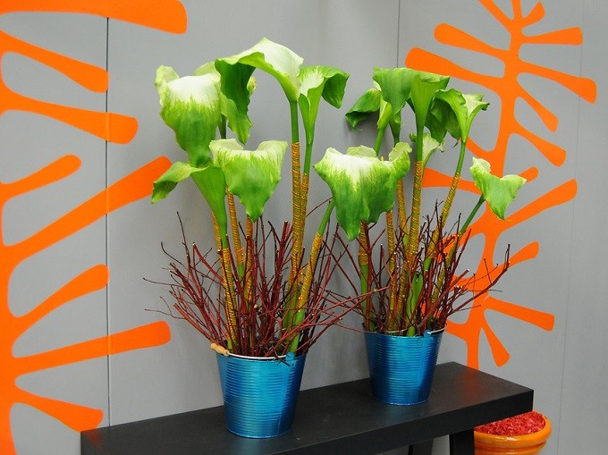Cantedeskia etiopska Green Goddess. Fot. iBulb
