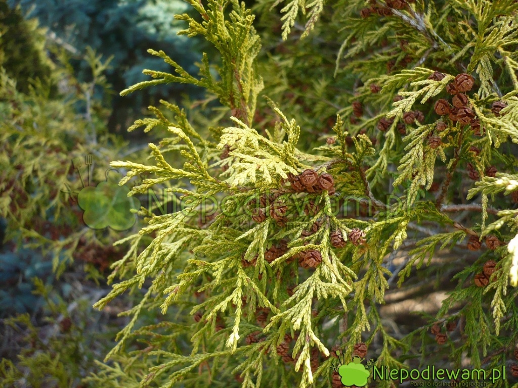 Zimą gałązki cyprysików groszkowych Golden Mop zielenieją. To naturalne zjawisko. Szyszki mają wielkość grochu. Fot. Niepodlewam