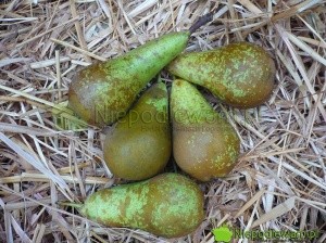Grusza Konferencja to stara odmiana wyhodowana w XIX wieku. Fot. Niepodlewam