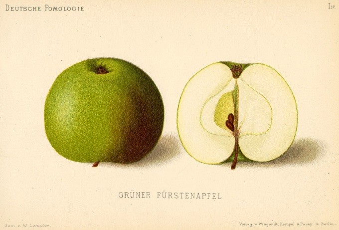Jabłoń Książęce Zielone – rysunek z książki „Deutsche Pomologie” Wilhelma Lauche z 1882-1883, ze zborów biblioteki Wageningen UR.