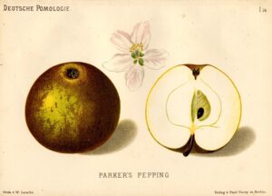 Jabłoń Pepina Parkera – rysunek z książki „Deutsche Pomologie” Wilhelma Lauche z 1882-1883, ze zborów biblioteki Wageningen UR. Jej inna dawna polska nazwa to Parkera.
