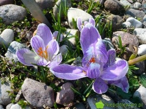Krokus wiosenny Pckwick to stara odmiana. Kwiaty są fioletowe. Fot. Niepodlewam