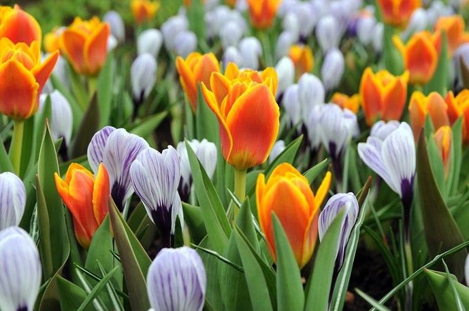 Krokusy wiosenne Pckwick w kompozycji z pomarańczowymi, niskimi tulipanami. Fot. Niepodlewam
