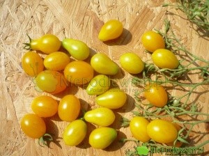 Pomidor Yellow Pearshaped to odmiana typu koktajlowa. Ma żółte, drobne owoce w kształcie gruszek. To bardzo stara odmiana, prawdopodobnie z XVIII wieku. Fot. Niepodlewam