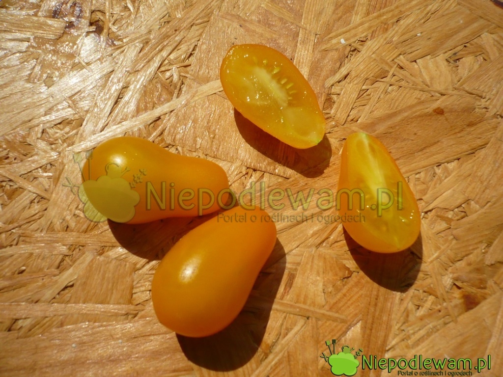 Przekrojony pomidor Yellow Pearshaped. Piętki są bardzo małe, a nasiona drobne. Fot. Niepodlewam