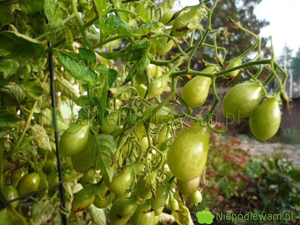 Pomidory Yellow Pearshaped owocują aż do mrozów, Dojrzewają lepiej przy braku słońca niż inne odmiany. To zdjęcie zrobiono w listopadzie. Fot. Niepodlewam