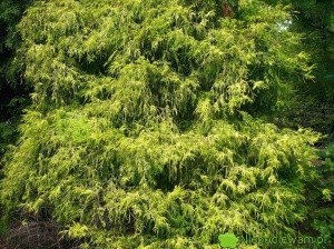 Cyprysik groszkowy Filifera Aurea to stara, odporna odmiana z końca XIX wieku. Fot. Niepodlewam