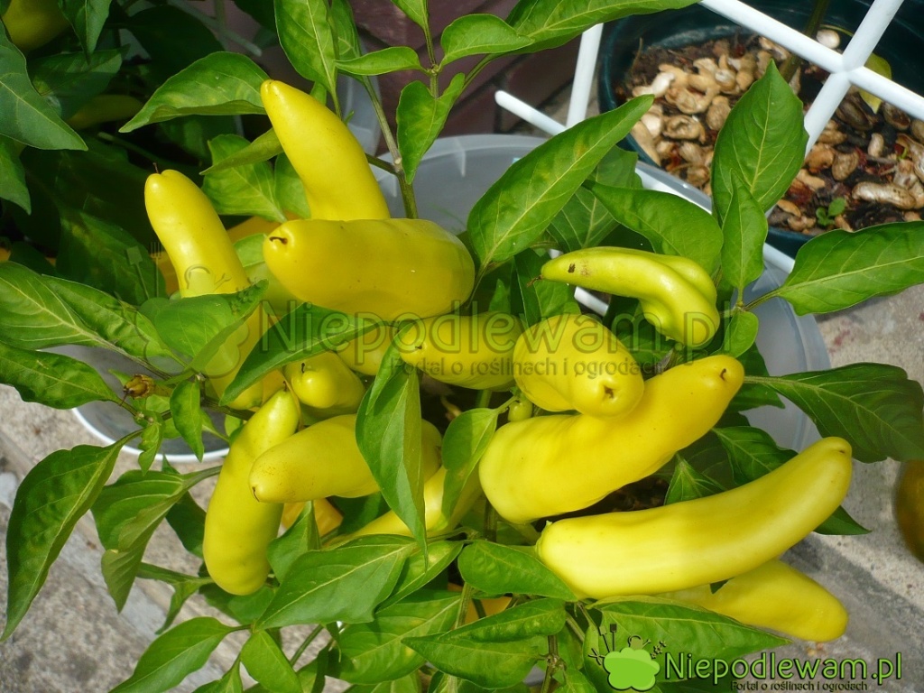 Żółte owoce papryki Hungarian Yellow Wax wyglądają jak banany. Fot. Niepodlewam