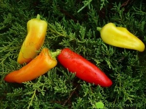 Papryka Hungarian Yellow Wax ma owoce żółtem, potem pomarańczowe, a w pełni dojrzałości - czerwone. Najbardziej ostre w smaku są żółte, a najmniej w pełni dojrzałe, czyli czerwone. Fot. Niepodlewam