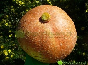Dynia olbrzymia Bambino jest pomarańczowa, okrągła. Fot. Niepodlewam