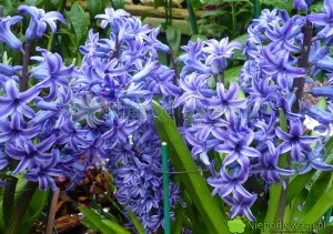 Hiacynt wschodni Blue Jacket ma niebieskie, ślicznie pachnące kwiaty. Fot.Niepodlewam