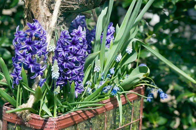 Hiacynty wschodnie Blue Jacket nadają się do uprawy w pojemnikach. Fot. iBulb