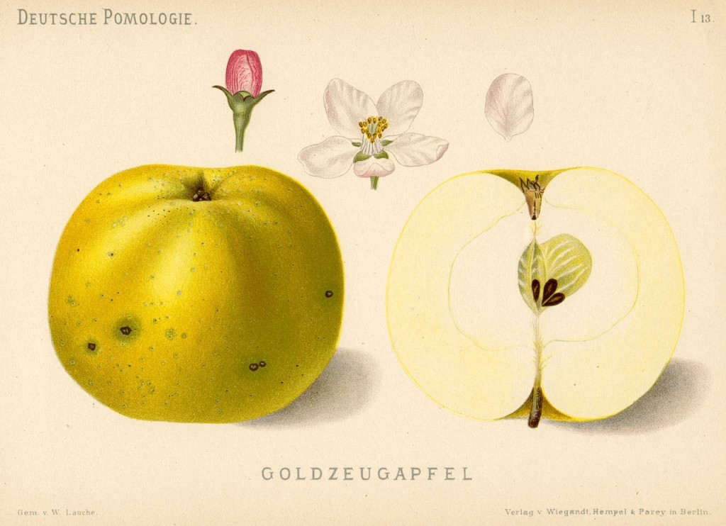 Jabłoń Złotogłówka - rysunek z książki „Deutsche Pomologie” Wilhelma Lauche z 1882-1883, ze zborów biblioteki Wageningen UR.