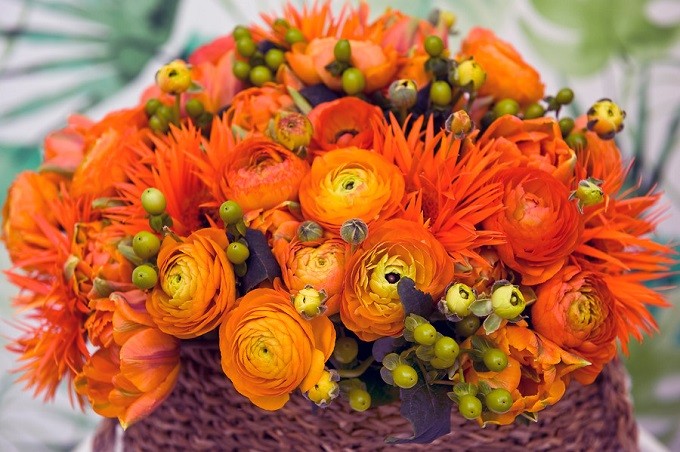 Jaskier azjatycki Elegance Orange