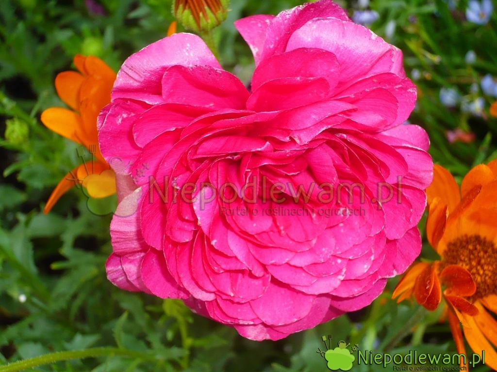 Jaskier azjatycki Mache Rose. Fot. Niepodlewam