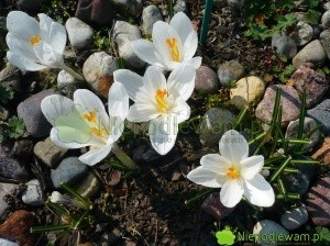 Krokus wiosenny Jeanne d`Arc ma białe kwiaty. To stara, słynna odmiana. Fot. Niepodlewam
