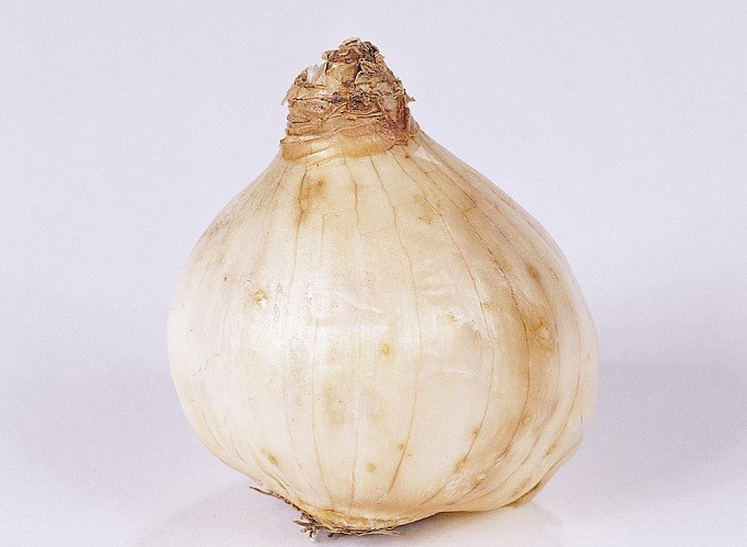 Cebulka narcyza Tete-a-Tete. Fot. Niepodlewam