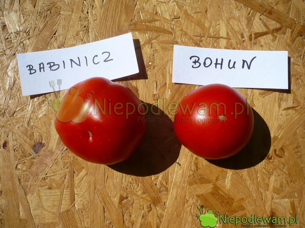 Pomidory Babinicz i Bohun. Fot. Niepodlewam