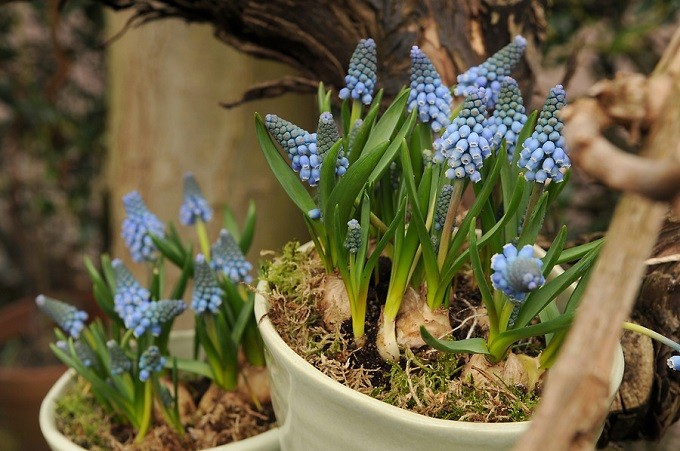 Szafirek Blue Magic. Fot. iBulb