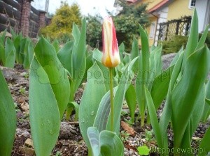 Tulipan Johann Strauss zakwita wcześnie - przed większością innych tulipanów. Fot. Niepodlewam