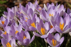 Krokus Siebera Violet Queen. Fot. iBulb