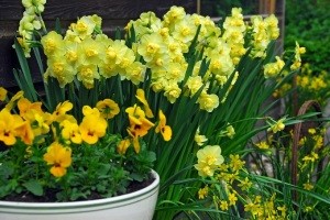 Narcyz Yellow Cheerfulness to stara odmiana. Ma żółte, podwójne kwiaty. Fot. iBulb