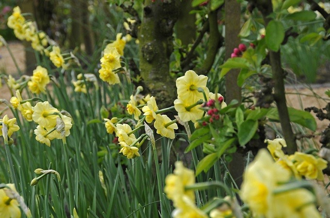 Narcyzy Yellow Cheerfulness kwitną późno. Delikatnie pachną. Fot. iBulb